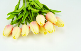 郁金香花束摄影素材