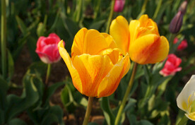 植物郁金香特写花瓣素材