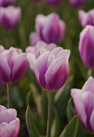 紫色郁金香特写