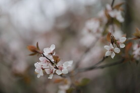 花卉 特写