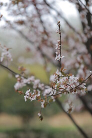 花卉 特写