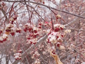 雪中梅花