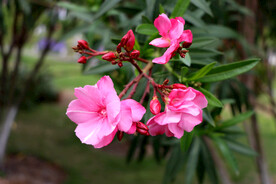 夹竹桃花