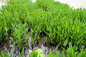 水生植物