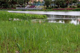 湿地公园水草