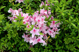 粉色杜鹃花