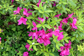 粉色杜鹃花