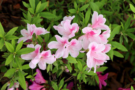  粉色杜鹃花