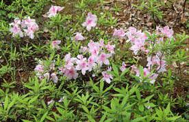 粉色杜鹃花