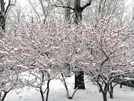 雪中桃花