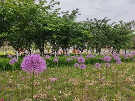 紫色花丛