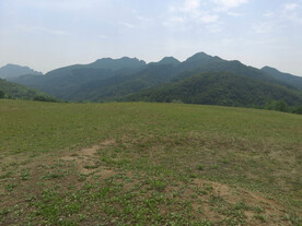 春天的草坪 草地