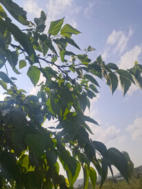 桑葚树林的天空