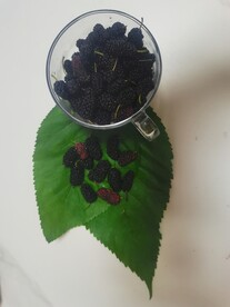 桑葚果