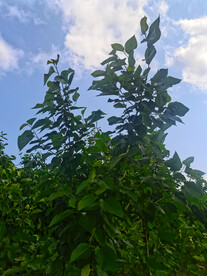 桑葚树林