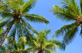 椰树高清摄影图