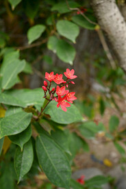 变叶珊瑚花