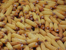 玉米棒子
