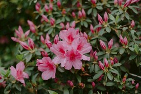 锦绣杜鹃