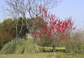 樱花树