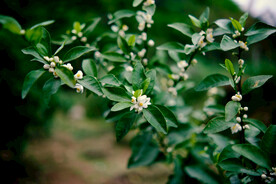 橘子开花图片