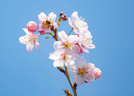 春暖花开