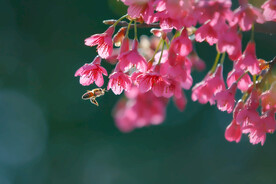 春暖花开