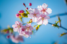 春暖花开