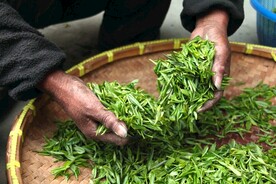 炒茶 晒茶