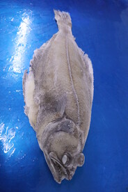 鲽鱼