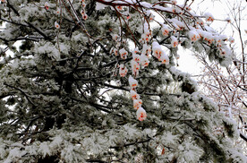 雪松桃花相映衬