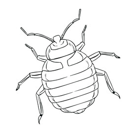 甲虫