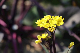 油菜花