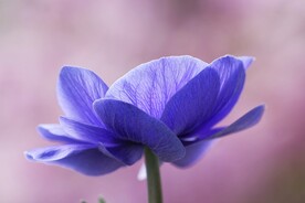 银莲花