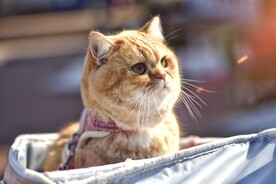 橘猫