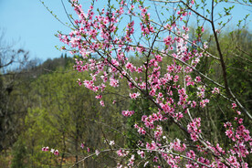 山间桃花