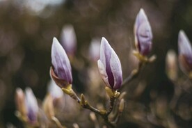 荷花玉兰