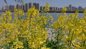 油菜花
