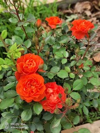 红色月季