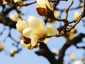 广玉兰