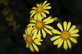小花