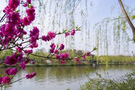 桃红柳绿扬州美景