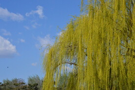 柳树风景