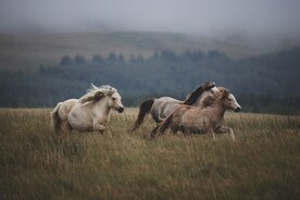 户外野生动物骏马