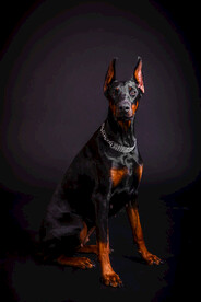 杜宾犬            