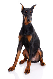 杜宾犬            