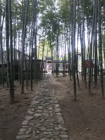 竹林竹叶竹子 