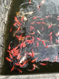 金鱼小鱼 鱼