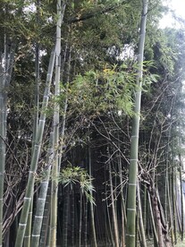 竹林竹叶竹子 