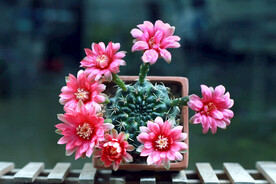 菲花玉